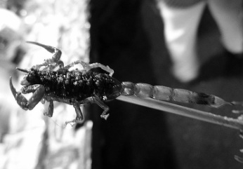 smażony skorpion