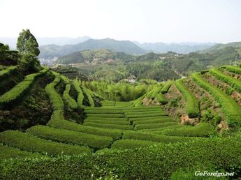 Wzgórza herbaciane, tarasy, Suichang
