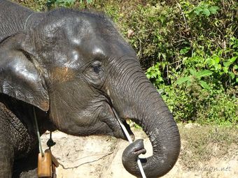Schronisko dla słoni w Chiang Mai, Tajlandia