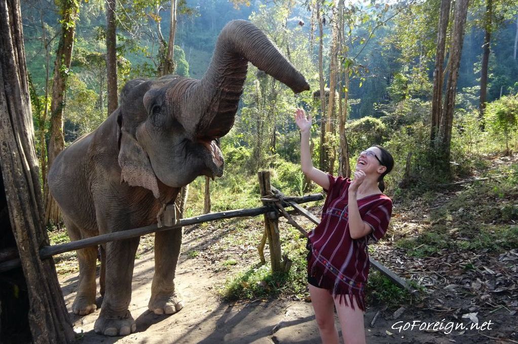Schronisko dla słoni w Chiang Mai, Tajlandia